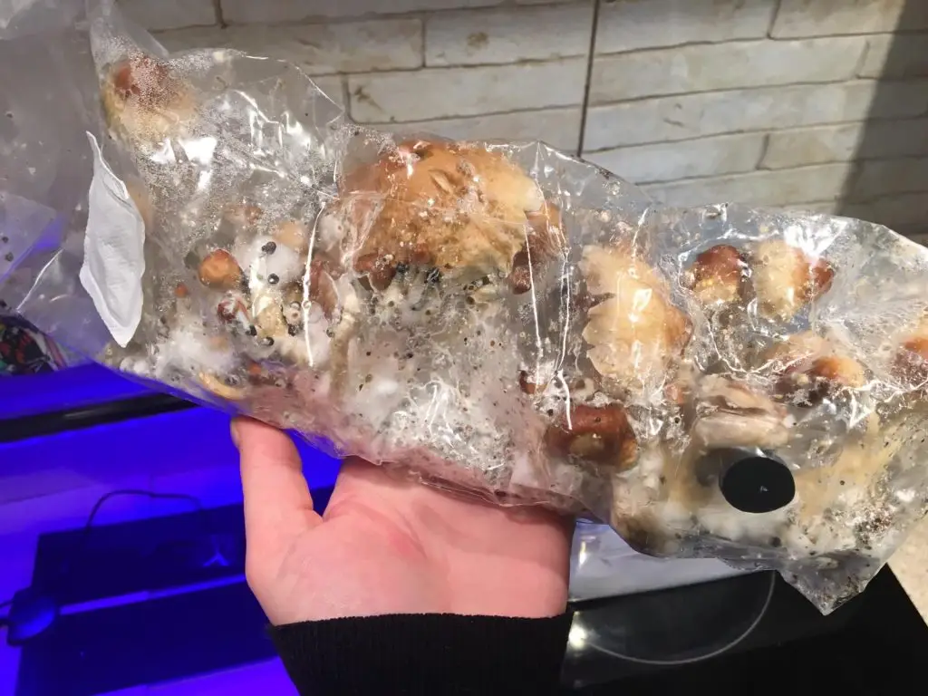 Inject and forget bag 1lbs - all in one mushroom grow bag uk