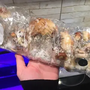 Inject-and-Forget Mushroom Grow Kit – Effortless Mushroom Cultivation in the UK Inject-and-Forget Mushroom Grow Kit – Effortless Mushroom Cultivation in the UK