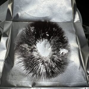 Blue Meanies spore print on foil showing dark purple spores – Psilocybe cubensis microscopy sample