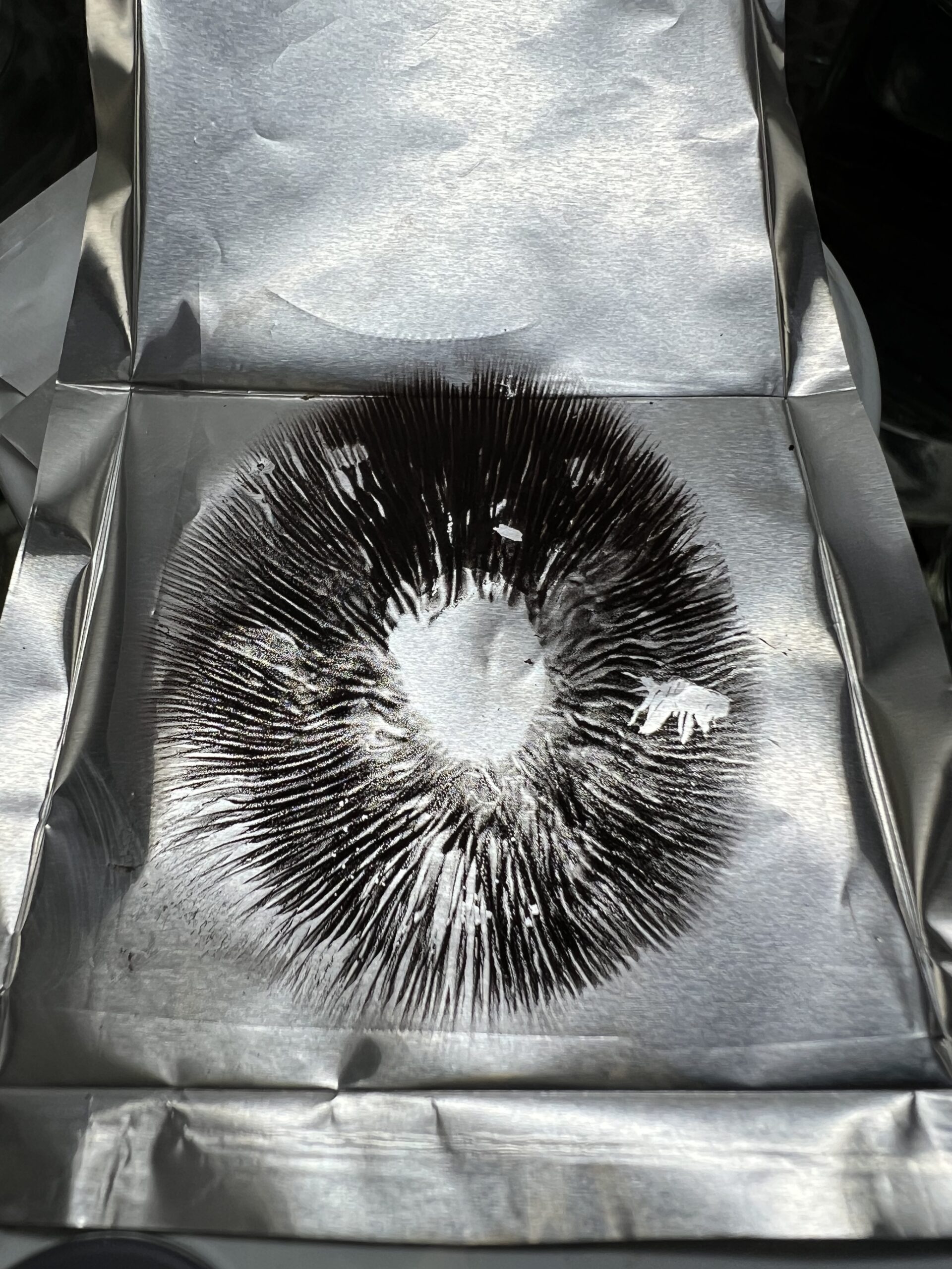 Blue meanies spore print sold on foil. Blue meanies spore print sold on foil.