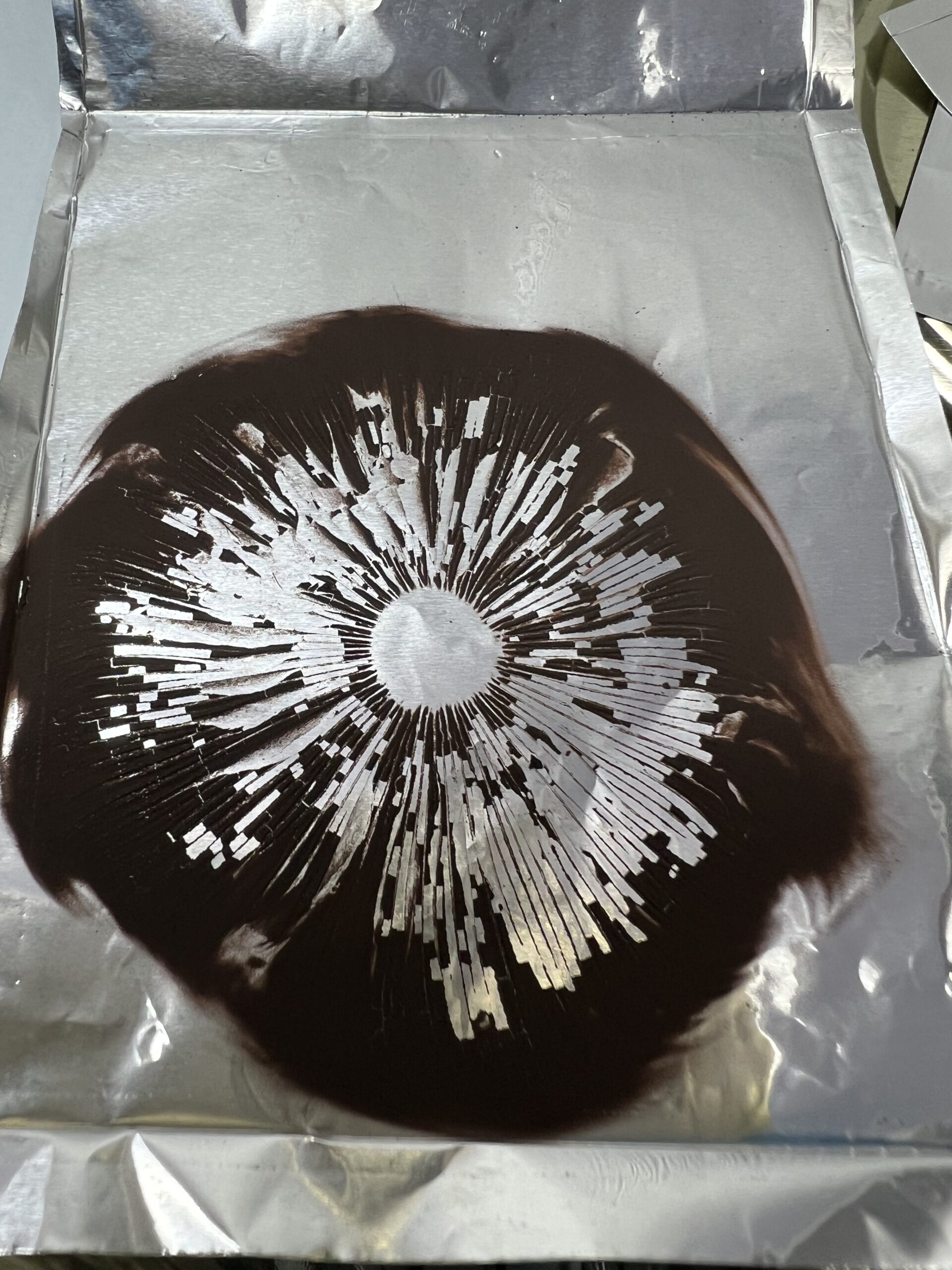 Albino A+ Spore Print – Psilocybe Cubensis Spores on Foil for Microscopy Albino A+ Spore Print – Psilocybe Cubensis Spores on Foil for Microscopy