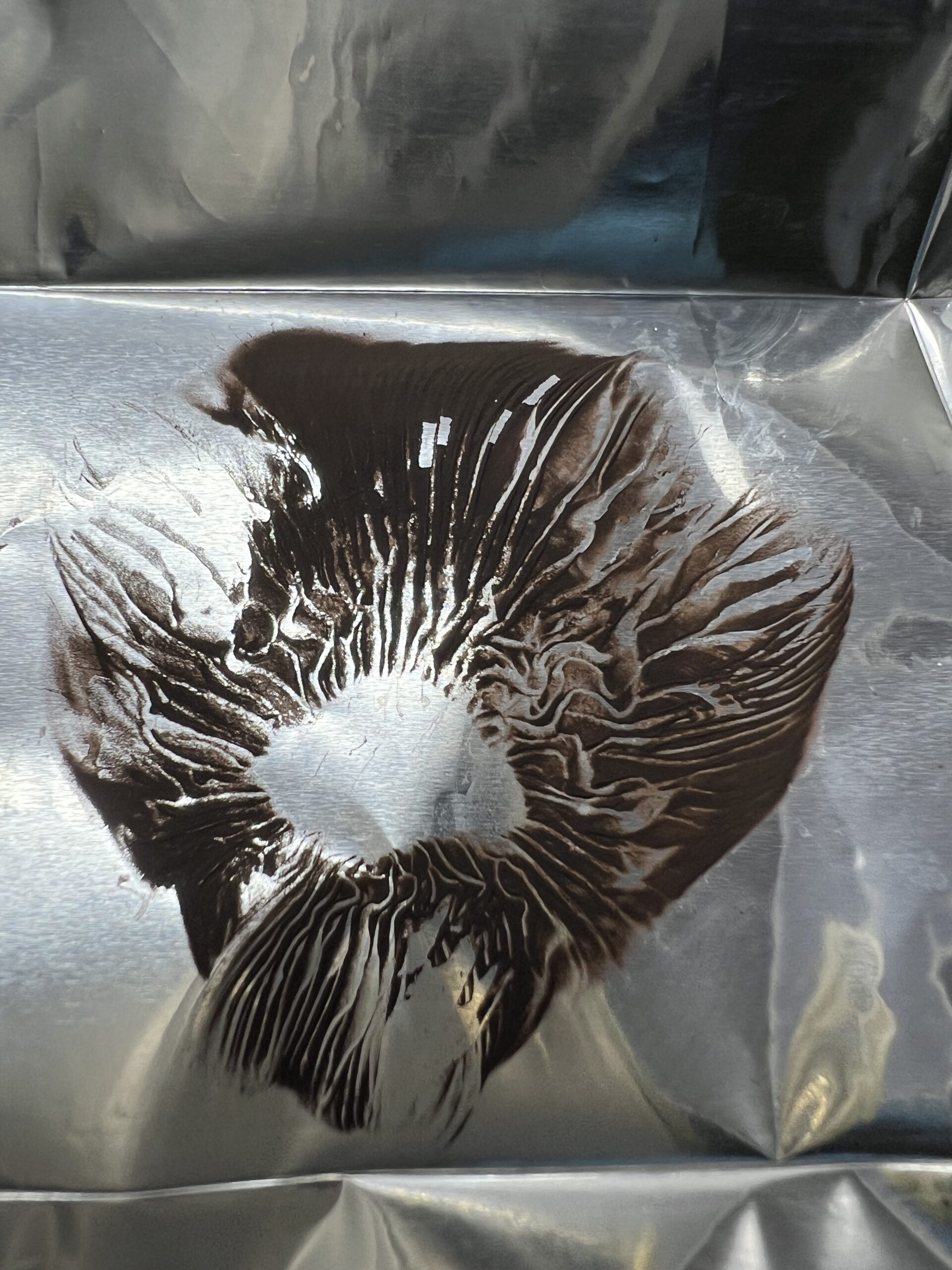 McKennaii Spore Print from Psilocybe Cubensis McKennaii Spore Print from Psilocybe Cubensis