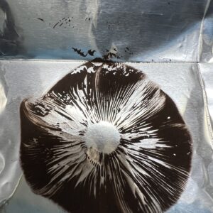 B+ spore print on foil showing dense purplish-black spore deposit from Psilocybe cubensis mushroom