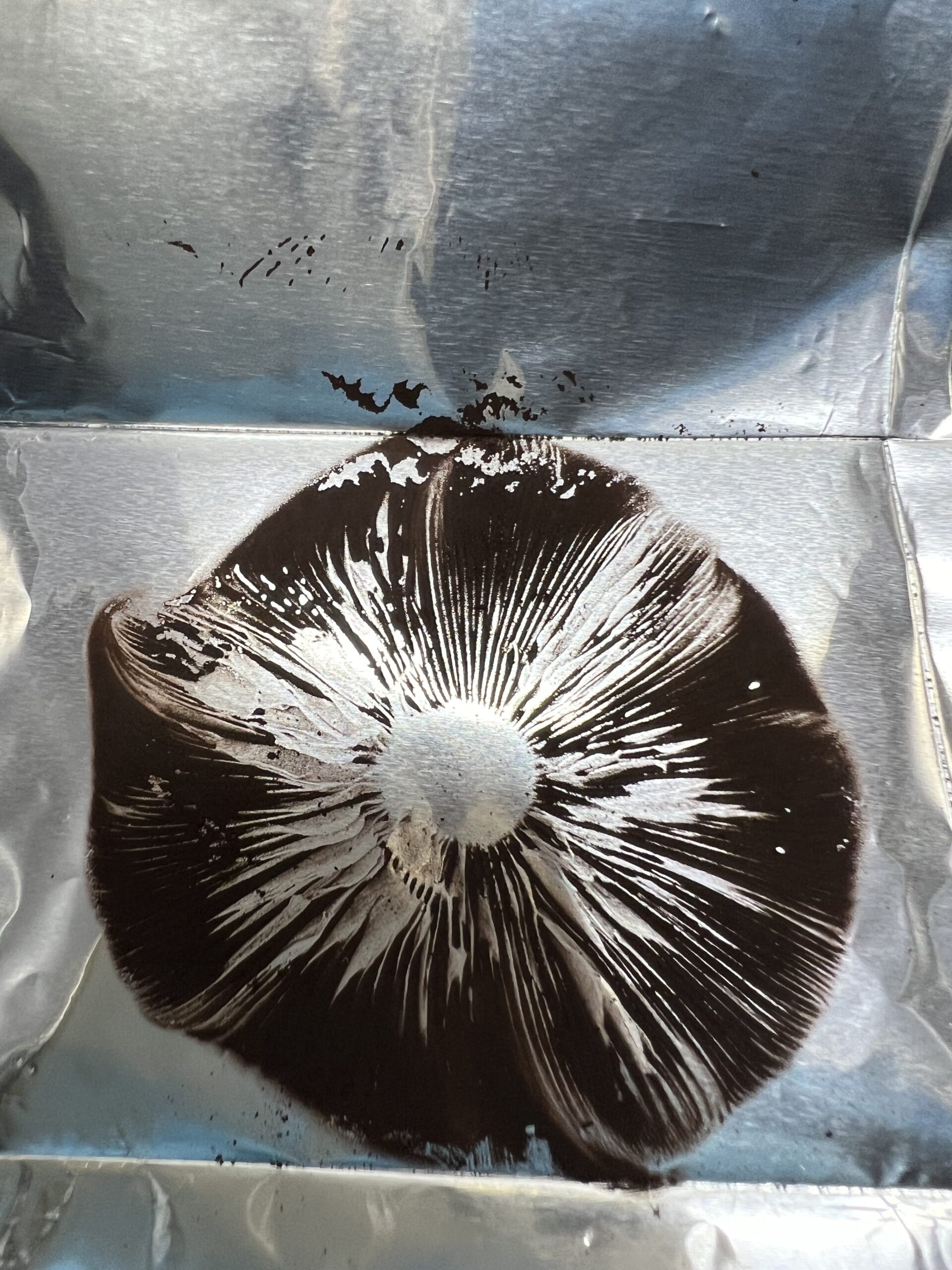 Premium Psilocybe Cubensis B+ Spore Print for Microscopy Premium Psilocybe Cubensis B+ Spore Print for Microscopy