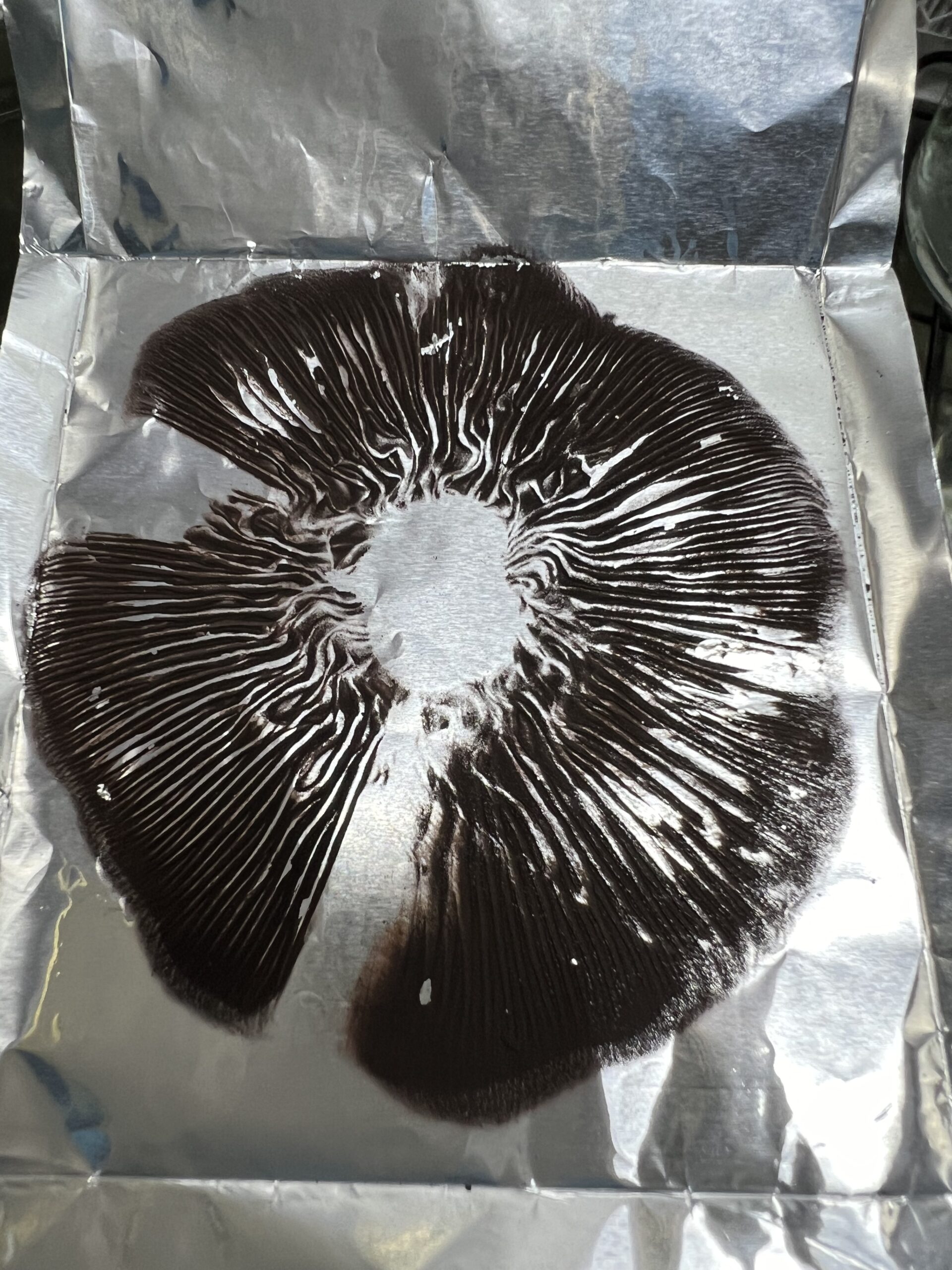 Premium Golden Teacher Psilocybe Cubensis Spore Print – Microscopy Grade Premium Golden Teacher Psilocybe Cubensis Spore Print – Microscopy Grade