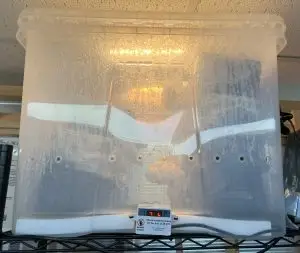GrowbuddieXL heated monotub kit UK actively growing Lion’s Mane mushrooms with visible humidity and controlled temperature.