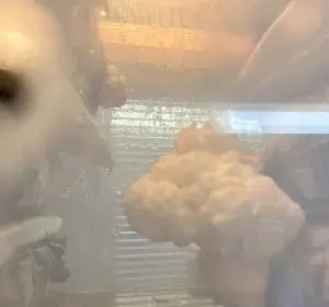 Close-up view of Lion’s Mane mushrooms growing inside the GrowbuddieXL heated monotub kit UK, with optimal humidity and lighting.