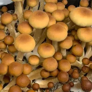 Alcabenzi Spores Syringe UK – Best Spore Syringes with Fast UK Delivery Alcabenzi Spores Syringe UK – Best Spore Syringes with Fast UK Delivery