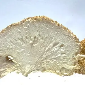 Cross-section of a Lion's Mane mushroom, showcasing its unique fibrous texture, popular in the UK for culinary and wellness uses.