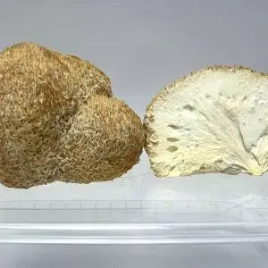 Lion’s Mane Mushrooms for Microdosing – Whole and Cross-Section View