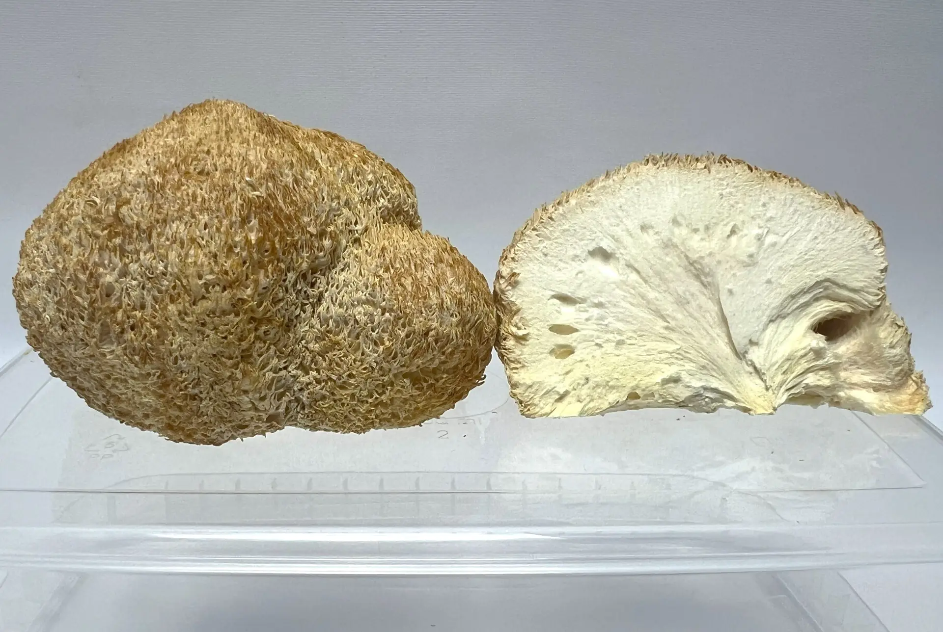 Lion’s Mane Mushrooms for Microdosing – Whole and Cross-Section View
