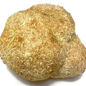Dried Lion’s Mane Mushroom – Premium Whole Form