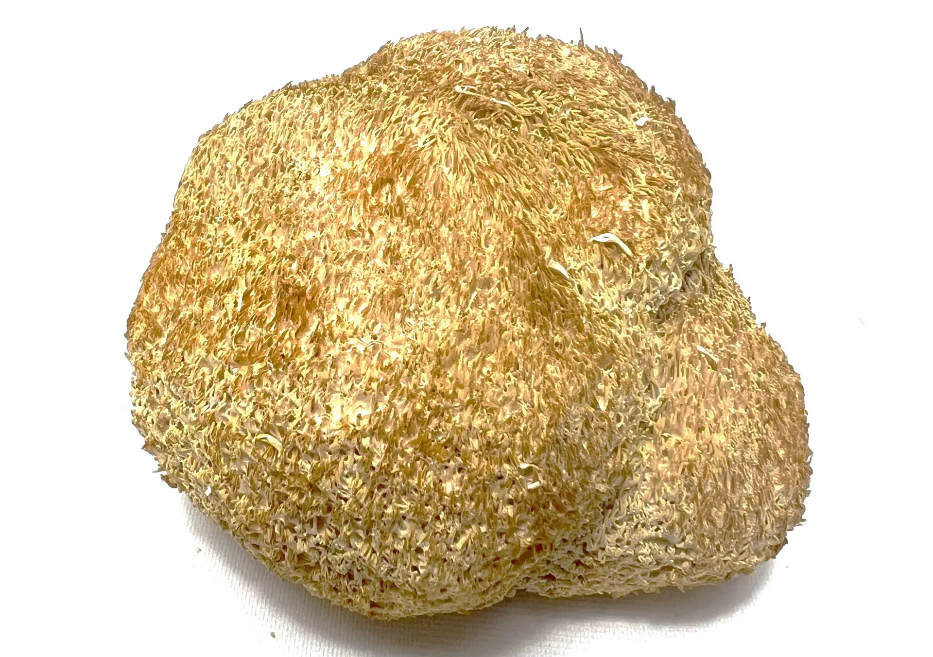 Dried Lion’s Mane Mushroom – Premium Whole Form