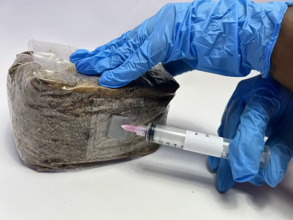 Inject with a Mushroom Spore Syringe: A woman wearing blue gloves injecting a mushroom grow kit with a mushroom spore syringe in the UK.