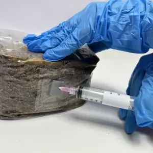 Injecting a Mushroom Grow Kit with a Mushroom Spore Syringe Injecting a Mushroom Grow Kit with a Mushroom Spore Syringe