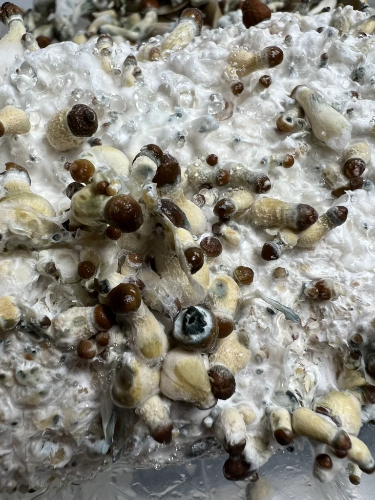 Instructions for Inject and Forget Bags Success: A close-up of healthy mushroom pins developing on a fully colonized Inject and Forget bag