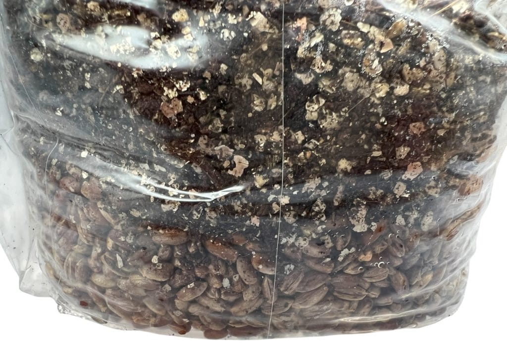 Mushroom substrate and grain in a mushroom growing bag, part of the buy monotub for bulk mushroom growing setup.