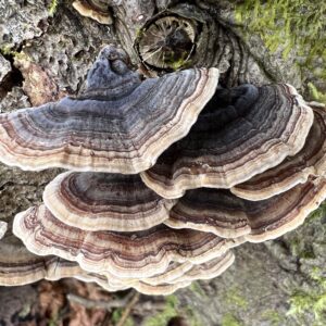 Close-up of Turkey tail mushroom used in Turkey tail tincture and immune-boosting mushroom supplements.