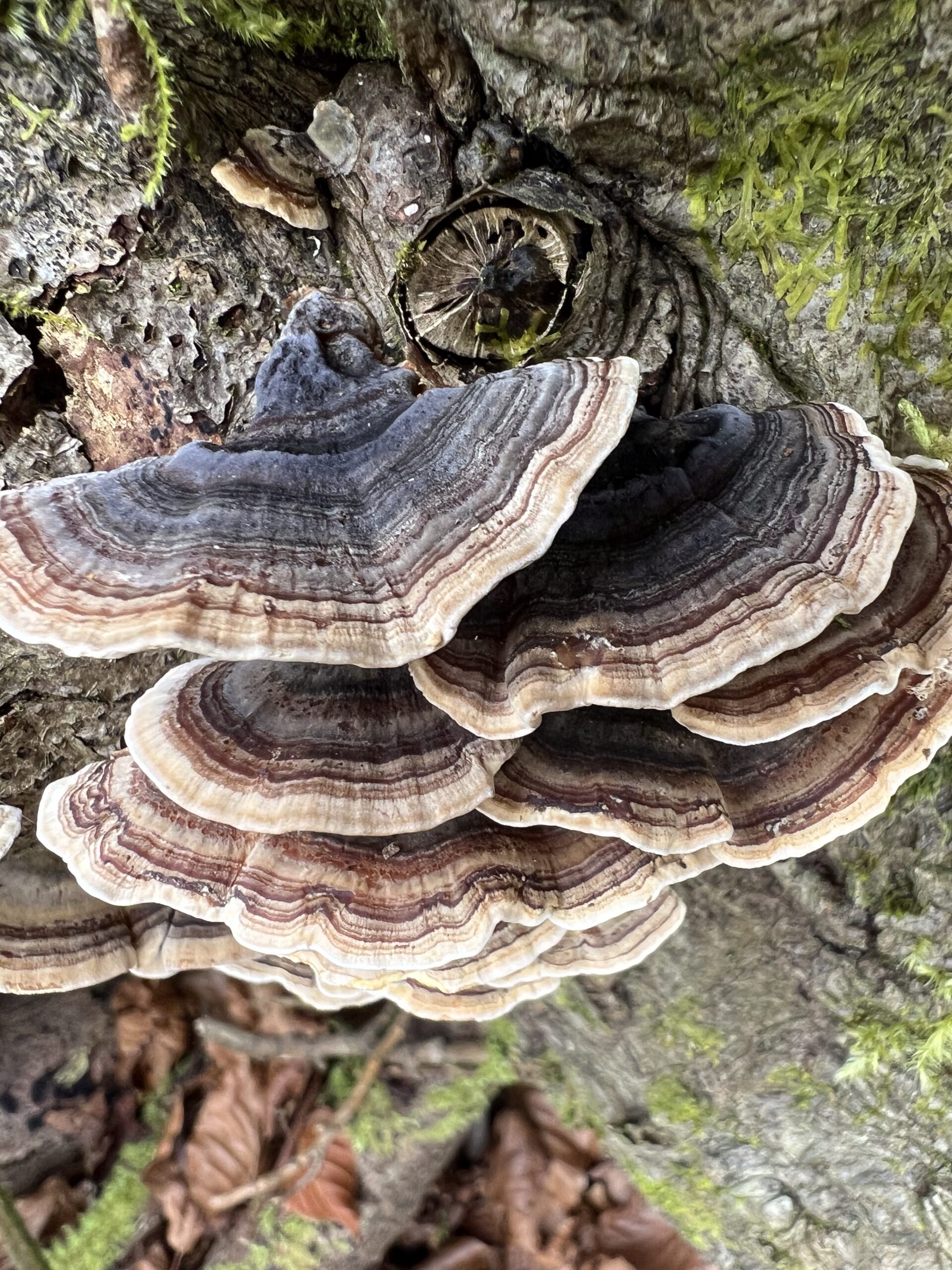 Turkey Tail Mushroom – Source for Turkey Tail Liquid Extract and Supplement