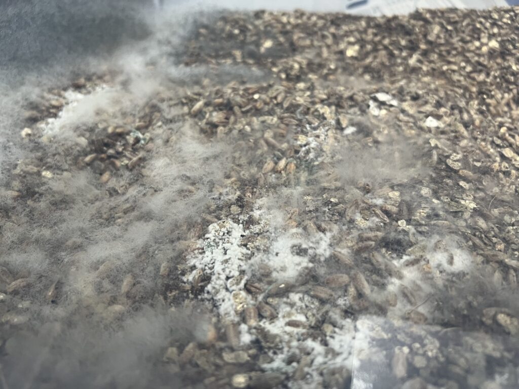 Contaminated mushroom substrate showing white and gray fuzzy mold growth—an example of contamination in mushroom cultivation environments.