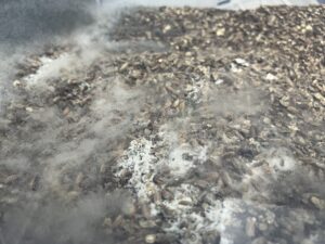 Contaminated mushroom substrate showing white and gray fuzzy mold growth—an example of contamination in mushroom cultivation environments.