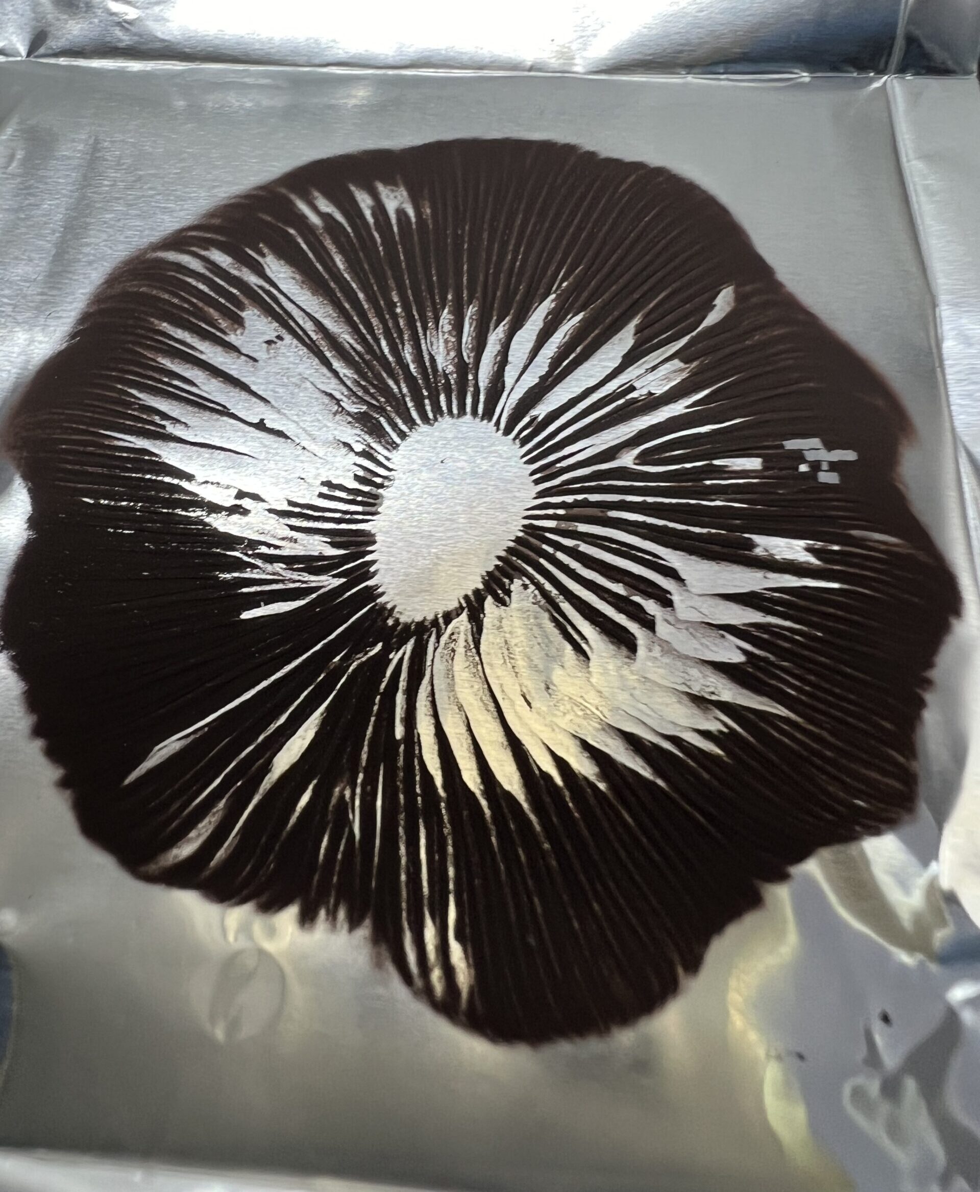 Ban Hua Thai Psilocybe Cubensis Spore Print