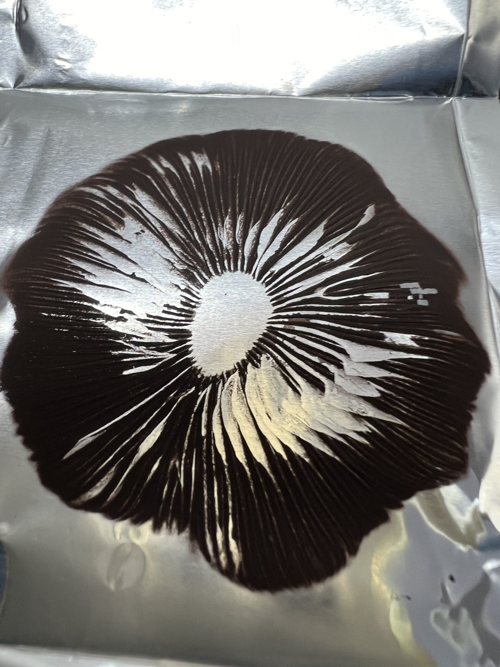 Ban Hua Thai Psilocybe Cubensis Spore Print Ban Hua Thai Psilocybe Cubensis Spore Print