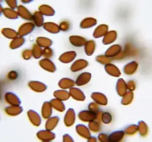studying mushroom spores in high magnification