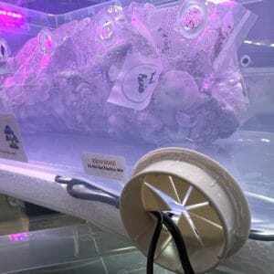 Digital mushroom incubator rear cable entry