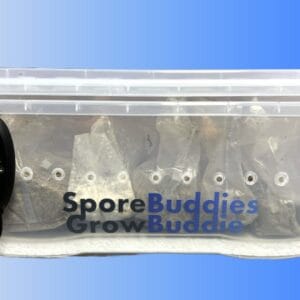 Digital mushroom incubator called the Growbuddie60.