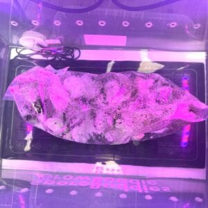 mushroom growing under mushroom grow lights