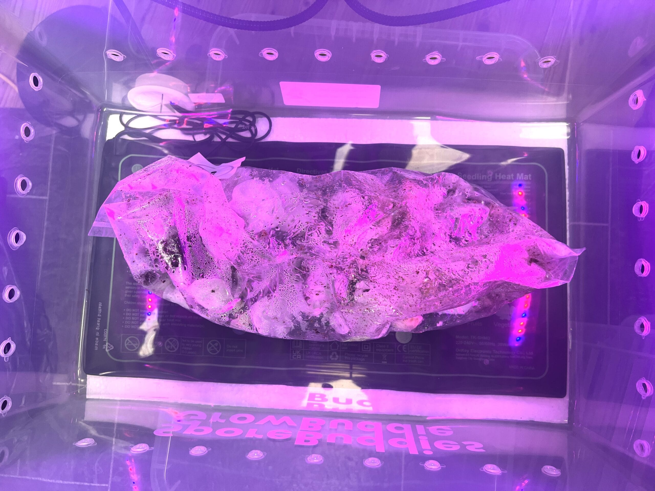 mushroom growing under mushroom grow lights