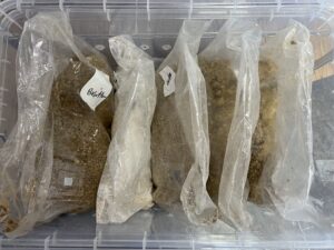 Digital mushroom incubator internal shot showing 5 all in one mushroom grow bags