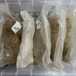 Digital mushroom incubator internal shot showing 5 all in one mushroom grow bags