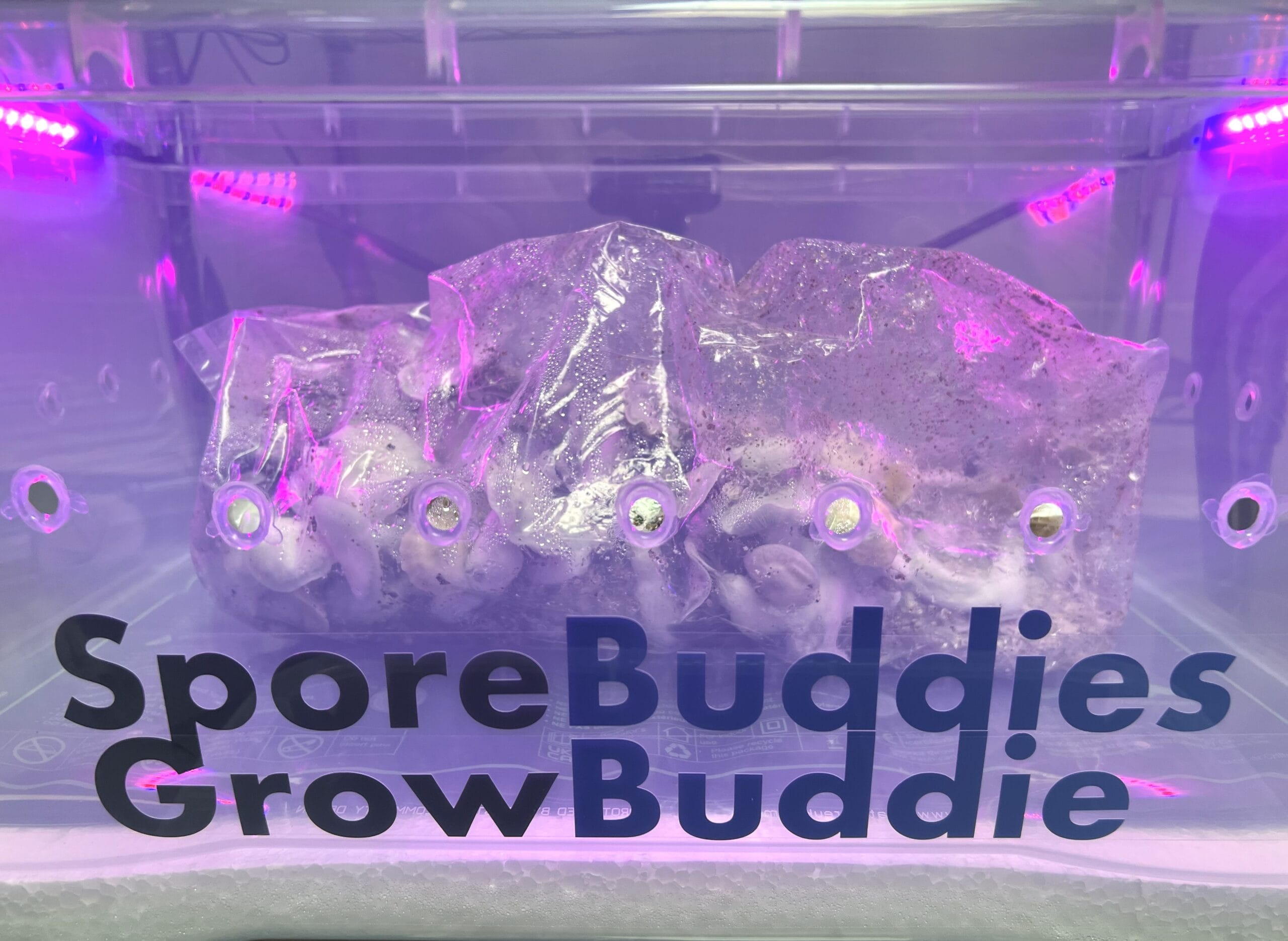growing mushrooms in grow bags