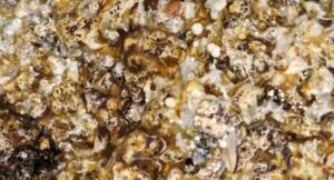 Wet spot, yellow or white slime on grain spawn