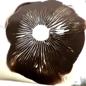 Aztec God spore print, Psilocybe cubensis spores Aztec God spore print, Psilocybe cubensis spores