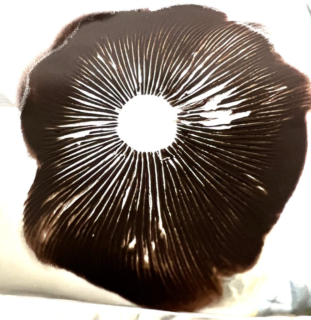 Aztec God spore print, Psilocybe cubensis spores
