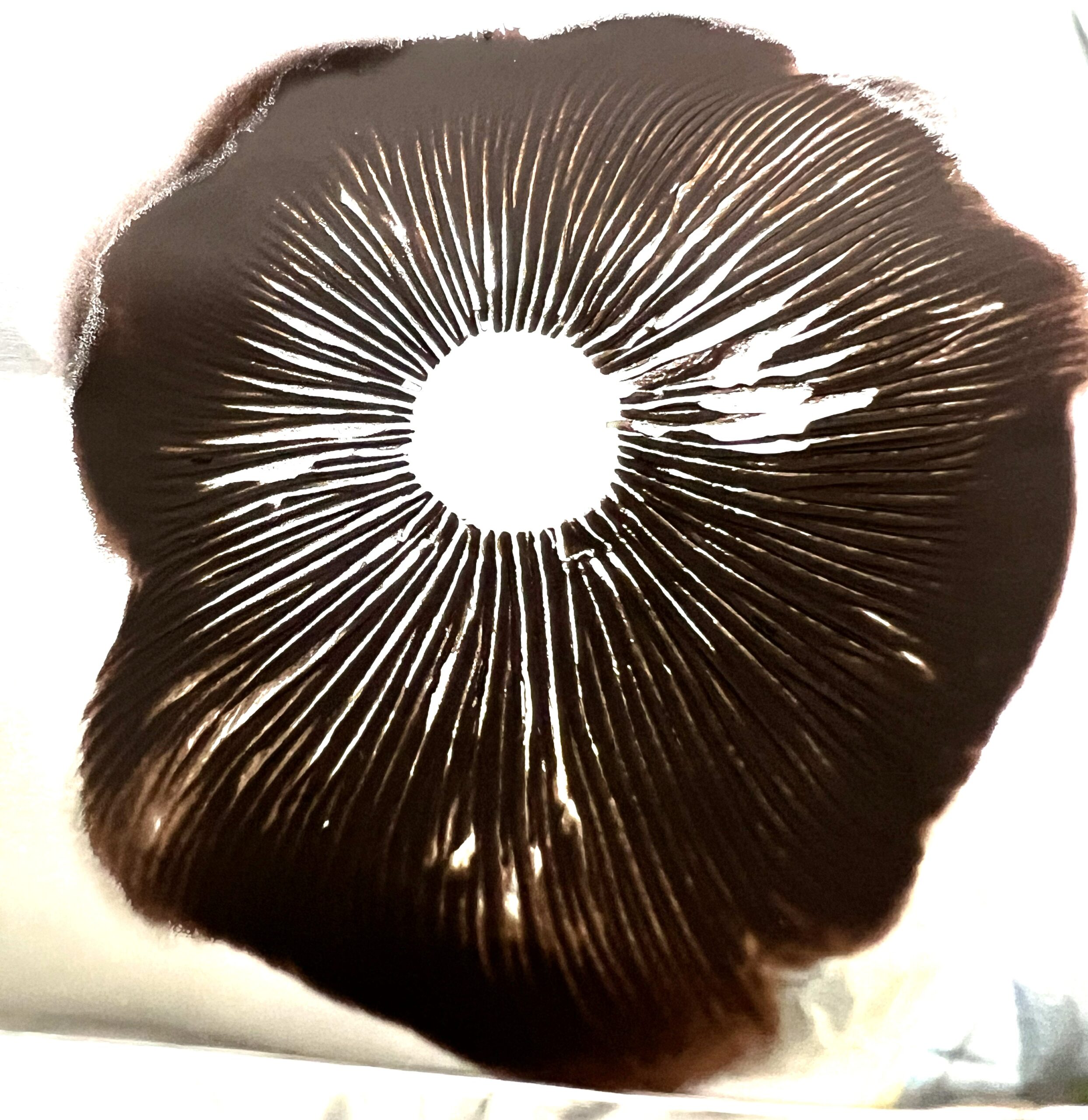 Aztec God spore print, Psilocybe cubensis spores Aztec God spore print, Psilocybe cubensis spores