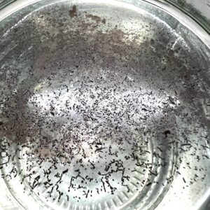 Aztec God spore print scraped into water Aztec God spore print scraped into water