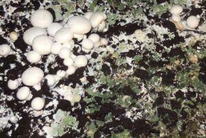 Green Mold, Trichoderma-mushroom-cultivation