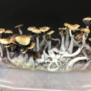 4lbs inject and Forget mushroom grow kit