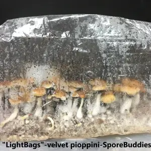 All in one mushroom grow kit from sporebuddies.com