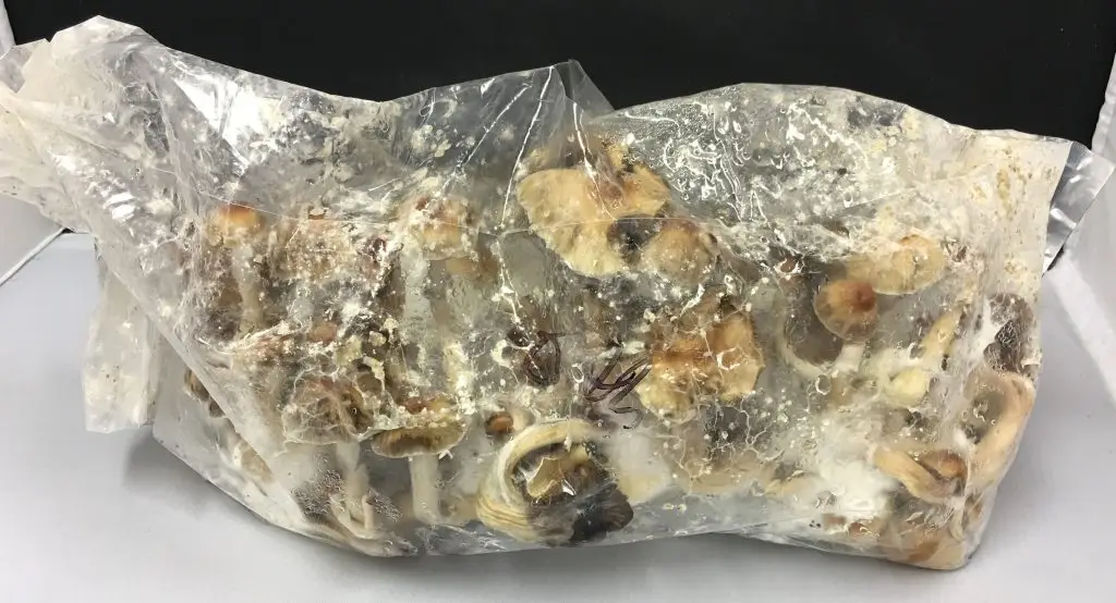 Grow mushroom in a bag