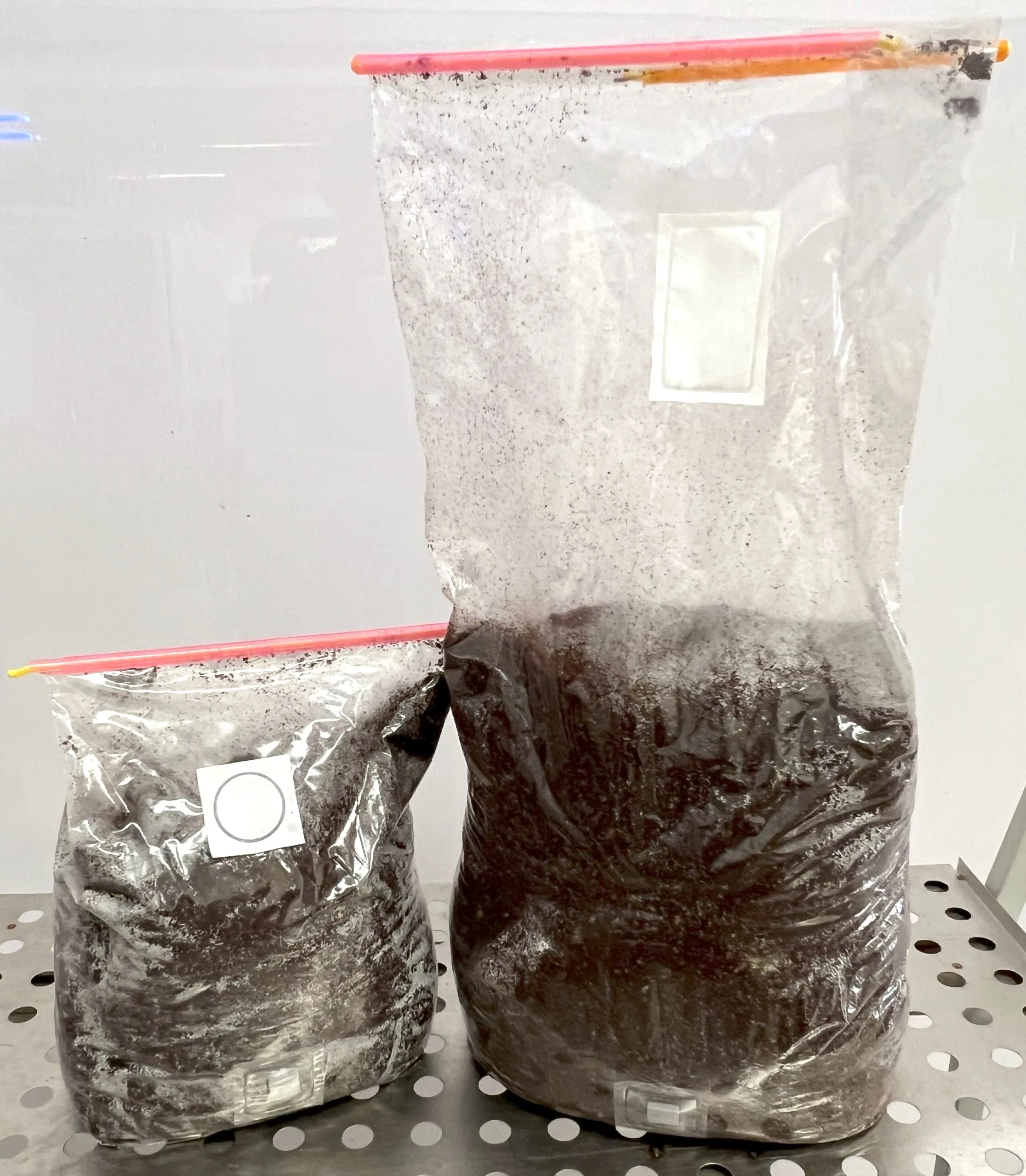 A sealed bag of hydrated mushroom substrate prepared for bulk fruiting in monotub and tray setups.