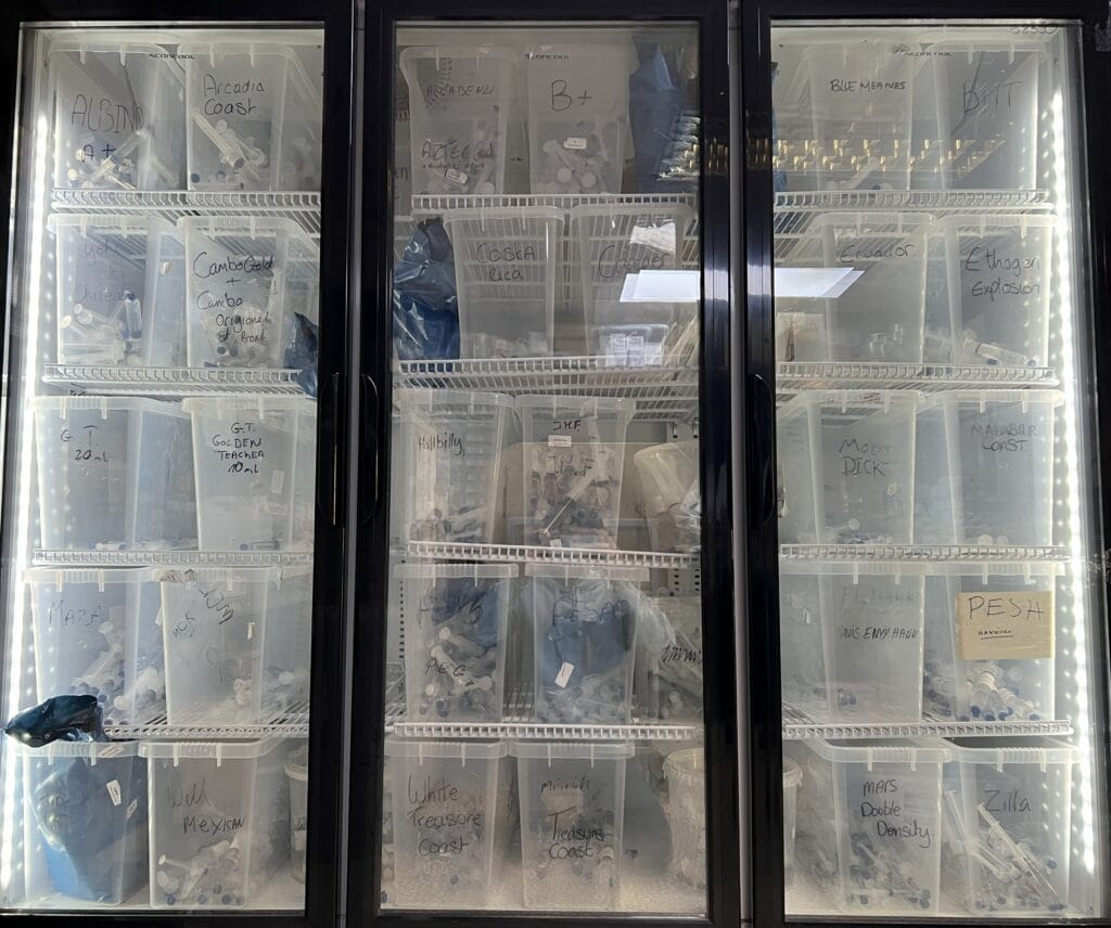 White triple-door refrigerator displaying labelled magic mushroom spore syringes stored in clear containers for microscopy research at SporeBuddies UK.