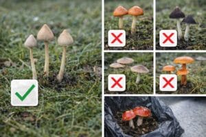 Liberty Caps Compared With Common Lookalike Mushrooms