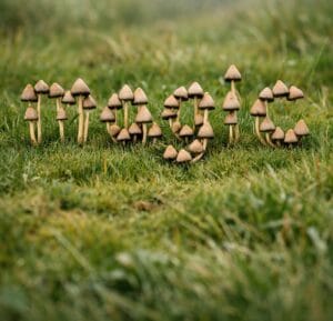Psilocybe semilanceata mushrooms arranged in grass to spell the word “magic” in a realistic grassy field setting.