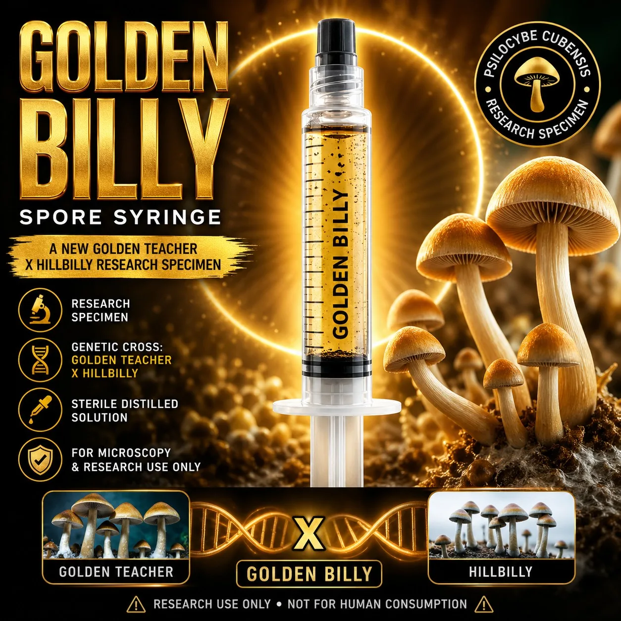 Golden Billy spore syringe Golden Teacher HillBilly cross