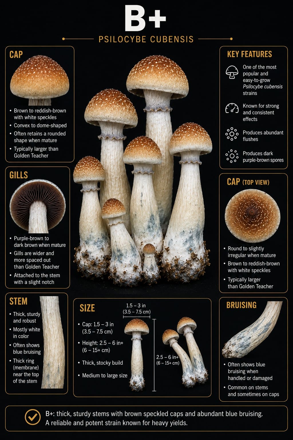 B Plus Psilocybe cubensis mushroom illustration